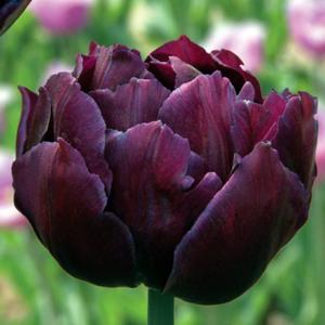 Tulipan peny Black Hero 5 szt. - 2867296292