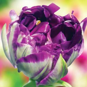 Tulipan peny Lilac Perfection 5 szt. - 2867296300