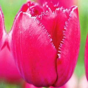 Tulipan strzpiasty Burgundy Lace 5 szt. - 2867296307