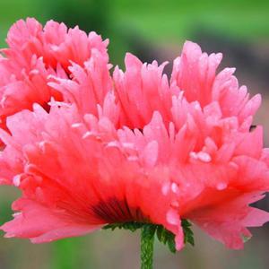 Papaver Mak Fringed Fancy Feathers Roze 1 szt. - 2862429473