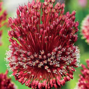 Allium Czosnek Red Mohican 1 szt. - 2862429931