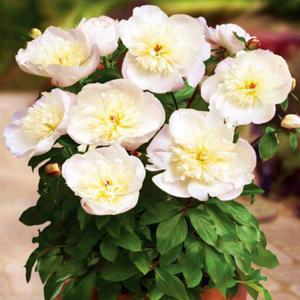 Paeonia Piwonia doniczkowa Patio Madrit 1 szt. - 2862429940