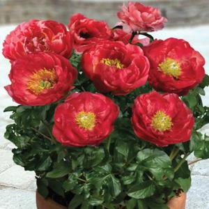 Paeonia Piwonia doniczkowa Patio Moscow 1 szt. - 2862429942