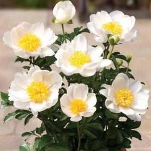 Paeonia Piwonia doniczkowa Patio Dublin 1 szt. - 2862429943