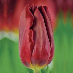 Tulipan na kwiat city Strong Love 5 szt. - 2862429953