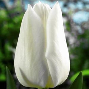 Tulipan na kwiat city White Dynasty 5 szt. - 2862429954