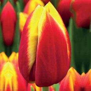 Tulipan na kwiat city Dow Jones 5 szt. - 2862429955