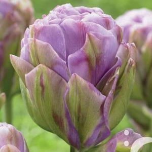 Tulipan peny Violet Prana 5 szt. - 2867296362