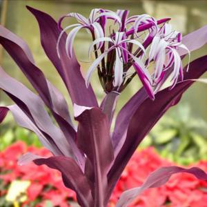 Crinum Asiaticum Purple Jumbo - Gigant - 1 szt. - 2862430269