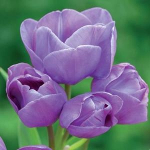 Tulipan wielokwiatowy Blue Heaven 5 szt. - 2867296374