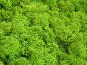 MECH Chrobotek Reniferowy 2.Spring Green 5 kg mech na cian, mech norweski, jasny zielony - 2849402156