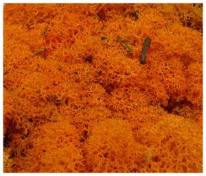 MECH Chrobotek Reniferowy 11.Orange 2,50 kg mech na cian, mech norweski, pomaraczowy