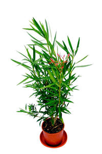 Oleander krzew - 2823566144