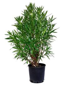 Oleander ogromny krzew - 2823566245