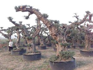 Drzewo oliwne bonsai - 2823566352