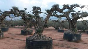 Drzewo oliwne bonsai - 2823566353