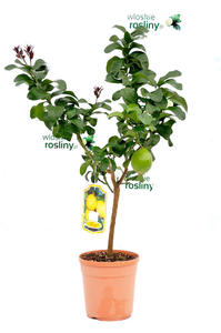 Cytryna Carrubaro due drzewko - 2823566447