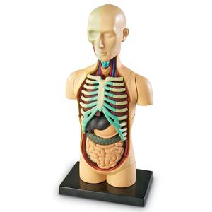 Tuw czowieka - model anatomiczny czowieka (Learning Resources) - 2872264308