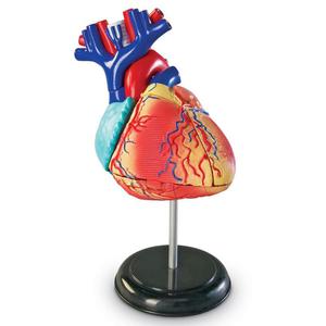 Model anatomiczny serca - 2872475956