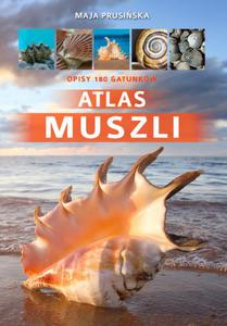 Atlas muszli - 2852461146