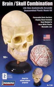 Model plastikowy - Ludzka czaszka i mzg - Lindberg - 2855512477