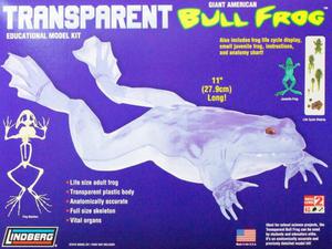 Model plastikowy Lindberg - Transparent Bull Frog (Przezroczysta aba ryczca) - 2855512498