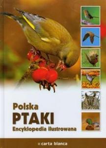 Polska Ptaki Encyklopedia ilustrowana - 2825711944