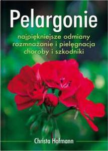 Pelargonie - 2825653155