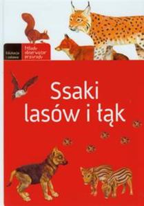 Ssaki lasów i k