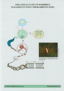 Foliogramy Biologia cz 3 - 2857631560