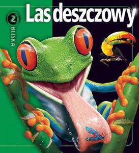 Las deszczowy. Z bliska - 2825658871