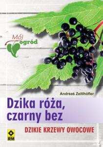 Dzika róa czarny bez