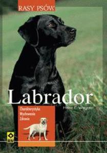 Labrador Rasy psw - 2825660648