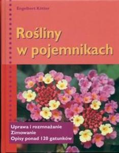 Roliny w pojemnikach - 2825664379