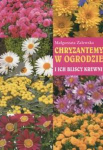 Chryzantemy w ogrodzie - 2825665705