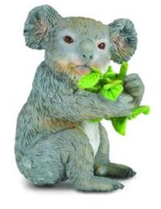 Mi koala jedzcy licie eukaliptusa M