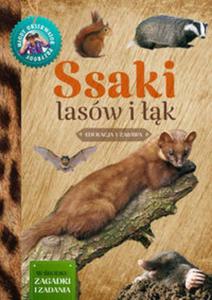 Ssaki lasów i k. Mody obserwator przyrody