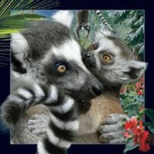 Magnes 3D - Lemur - 2857826868