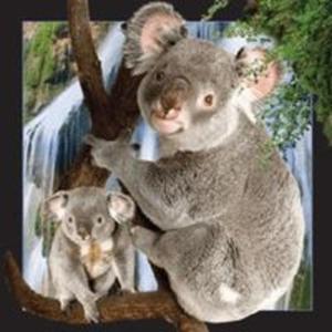 Magnes 3D - Koala - 2857834097