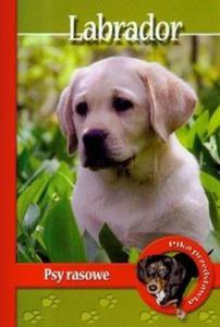 Pika przedstawia Labrador Psy Rasowe - 2825667891