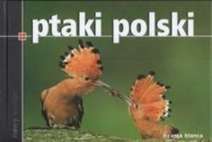 Ptaki Polski - 2825668108
