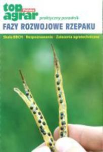 Fazy rozwojowe rzepaku - 2859501689