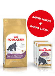 ROYAL CANIN FELINE BREED BRITISH SHORTHAIR ZESTAW 2kg +12saszetek - 2857031950